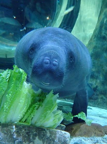 Azure Generated Description:
a sea animal in an aquarium (46.19% confidence)
---------------
Azure Generated Tags:
animal (99.55% confidence)
marine mammal (93.63% confidence)
aquarium (92.98% confidence)
marine biology (91.61% confidence)
underwater (84.72% confidence)
aquatic mammal (84.68% confidence)
water (84.49% confidence)
fish (82.10% confidence)
mammal (79.89% confidence)