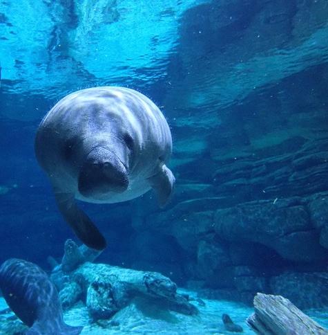Azure Generated Description:
a sea animal swimming in water (37.10% confidence)
---------------
Azure Generated Tags:
animal (99.98% confidence)
mammal (99.91% confidence)
aquatic mammal (99.04% confidence)
marine mammal (98.07% confidence)
marine biology (95.13% confidence)
swimming (93.69% confidence)
underwater (91.79% confidence)
aquarium (91.00% confidence)
water (87.98% confidence)
sea cow (87.70% confidence)
fin (84.61% confidence)
organism (84.34% confidence)
rock (53.91% confidence)
zoo (50.84% confidence)