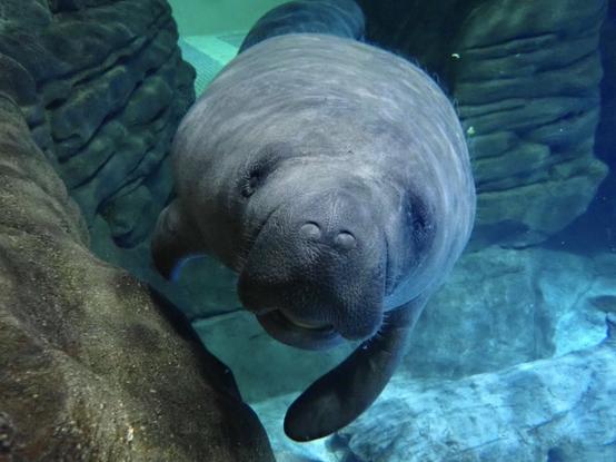 Azure Generated Description:
a seal swimming in water (37.58% confidence)
---------------
Azure Generated Tags:
animal (99.99% confidence)
mammal (99.94% confidence)
aquatic mammal (99.83% confidence)
sea cow (98.68% confidence)
marine mammal (97.89% confidence)
aquarium (96.28% confidence)
water (95.43% confidence)
marine biology (92.00% confidence)
underwater (84.03% confidence)
zoo (79.81% confidence)
indoor (56.98% confidence)
rock (53.72% confidence)