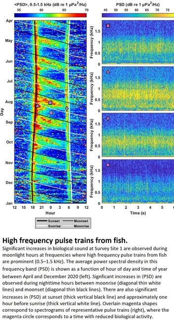 charts / sonagraphs - high frequency pulse trains from fish