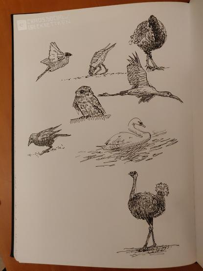 Black ink & Fineliner on paper

Sketches of various birds.