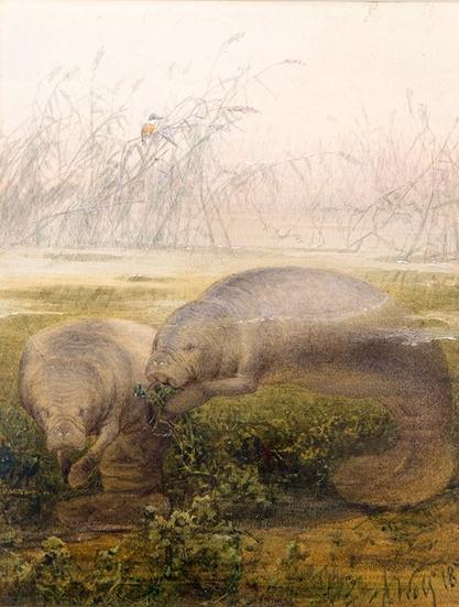 "Watercolour on paper, in window mount ; art - 35 x 27 cm., mount - 57.5 x 44.5 cm.
Signed by artist in black paint in lower right corner: 'J. Wolf. 1879'."
"Mss title in ink & pencil, in unidentified handwriting, on label pasted on mount: 'Manatee (Manatus americanus) from a specimen living in the Westminster Aquarium 1879. See PZS 1879'."
"Wolf's painting shows 2 animals underwater feeding on aquatic vegetation. In the background is a kingfisher [ID'd as a Giant Kingfisher, Megaceryle maxima] perched on reeds."

"According to the caption the painting was made of an animal living in Westminster Aquarium. A manatee - said to be Manatus americanus - was living in the Westminster Aquarium in 1879 & a note about it by Dr James Murie was published in 'PZS' 1879 : 552. This refers to Murie's forthcoming paper on that manatee based on observations of the great mobility of the upper lip & use of the limbs in feeding when it was living in the Aquarium & brain structure (after it died). This paper was published : Murie, J. (1880) 'Further observations on the manatee', 'TZS' 11 : 19-48 5 pls (by C. Berjeau). On p. 21-23 Murie states the adult female manatee was caught in a net on the Dauntless Bank, off the Island of Lequana, near the mouth of the Essiquibo River, British Guiana, taken to London & purchased by the Aquarium in June 1878. It died on 15 March 1879. Wolf's painting is [therefore] presumably of the West African manatee, Trichechus senegalensis." (via ZSL Library catalog)