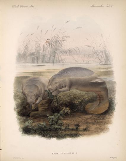 scanned image of the published color plate of the same artwork as described in post