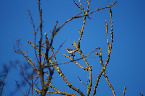 A photo titled "Fieldfare (74)", taken near Lock 13 by Bruce Stokes on Flickr.