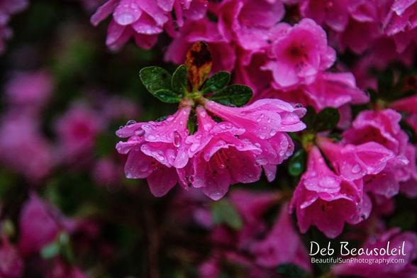 Close-up of pink azaleas blooms with raindrops on them. Bright pink blooms with little dark green leaves at the stems. Image at: https://beautifulsunphotography.com/featured/raindrops-on-azaleas-deb-beausoleil.html See more art & blog at: https://beautifulsunphotography.com/ https://debbeausoleil.com