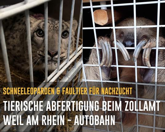Collage von zwei Bildern eines Schneeleoparden und eines Faultiers. Text: Schneeleoparden & Faultier für Nachzucht; Tierische Abfertigung beim Zollamt Weil am Rhein - Autobahn