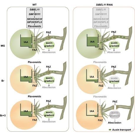 Diagrams comparing the processes controlling fruit abscission in WT and SlBEL11- RNAi tomato plants, illustrating that SlBEL11 regulates flavonoid biosynthesis, thus fine-tuning auxin efflux to prevent premature fruit drop.