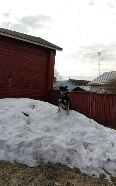 Koira istuu isohkon lumikinoksen päällä taustallaan vanhoja hirsirakennuksia ja puinen aita.