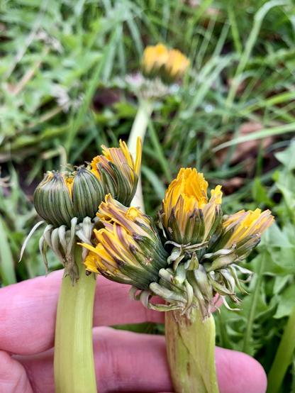 Fasciated Dandelions