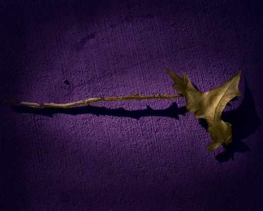 This artwork features a natural leaf and twig set against a purple background. The leaf has been painted a shimmering gold color, providing a stark contrast to the rough texture of the concrete surface it rests upon. The piece is titled 'Imposter Syndrome' to reflect the leaf’s out-of-place appearance and the internal conflict of feeling unlike its surroundings, a feeling familiar to many people.