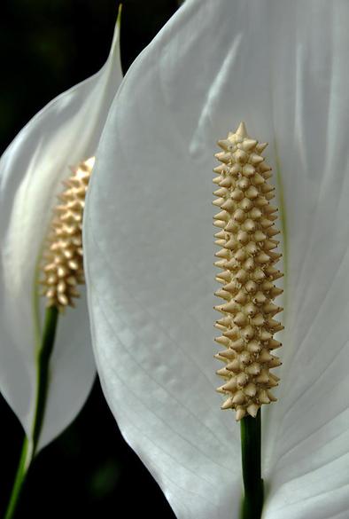 White Peace Lily with center and green stem and greenish background in vertical