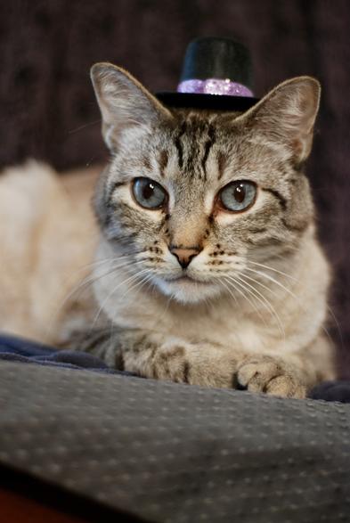 A portrait of a lynx point Siamese with his paws folded in front of him and a relaxed, confident expression on his stripey tabby face. He is wearing a small black bowler hat with a glittery purple band. The hat is behind his ears and fits comfortably.