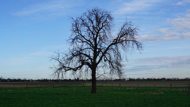 Einsamer Baum auf einer Weide