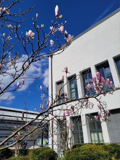 View of the TUM downtown campus with a magnolia tree.