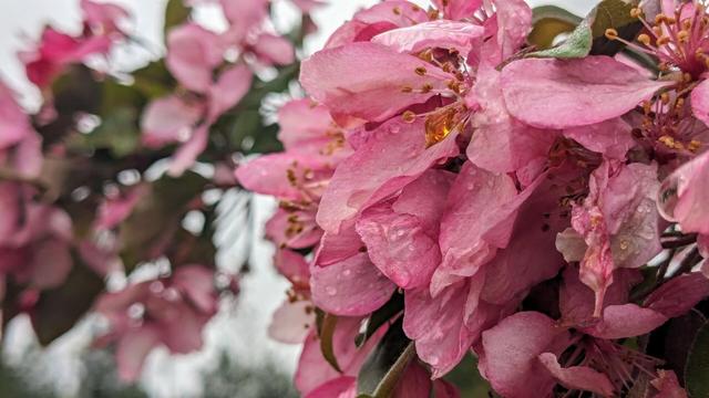 flores rosas de ciruelo o cerezo