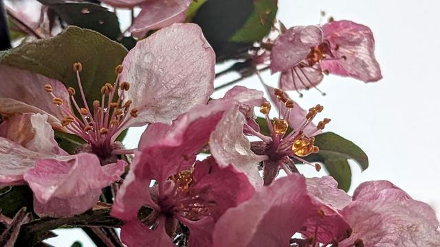 flores rosas de ciruelo o cerezo