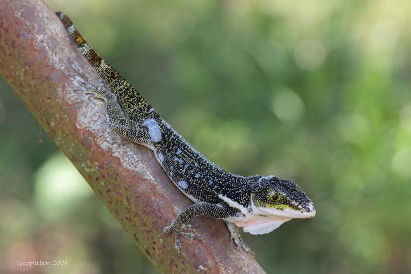 Western Giant anole, endemic to Cuba's western region. A dark-bodied giant anole with white- or cream colored "lips" (labial scales) and throat. This one has dry skin patches as it is shedding.