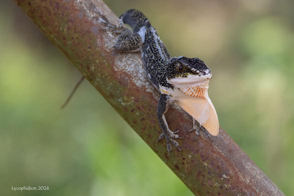 Western Giant Anole with gular pouch expanded.