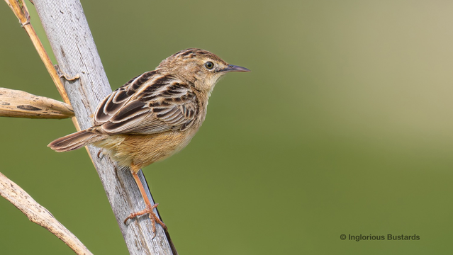 Zitting  Cisticola ©️ Inglorious Bustards