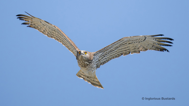 Short-toed Eagle ©️ Inglorious Bustards