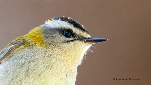 Common Firecrest ©️ Inglorious Bustards