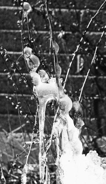 Run off from melting icicles on eaves reformed into ice on shrub branches, forming an abstract art sculpture.