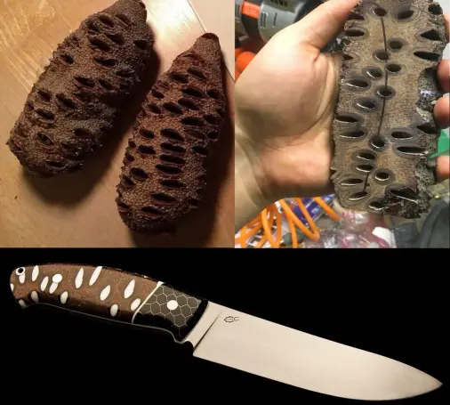 A three picture collage: Top left two banksia pods. (An Australian plant that produces pods not dissimilar to a pinecone. Top right is a hand holding a banksia pod cut in half, revealing mostly oval shaped holes spaced irregularly. Bottom is a knife and the handle is made from a banksia pod, with the holes filled in with white resin.