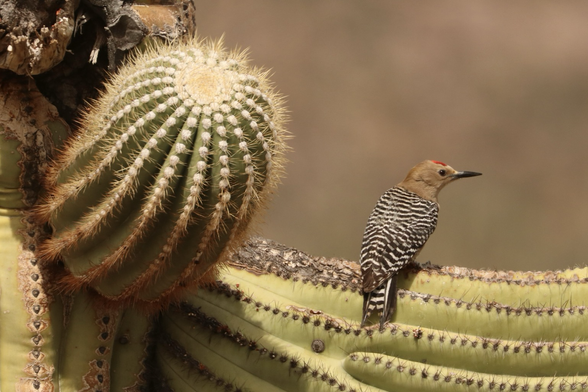 A Gila Woodpecker perched on the green arm of a Saguaro Cactus, next to a newer thorny arm.