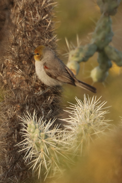 A Verdin, small,  grey and white with a splash of yellow on its face, perched on the side of a Cholla cactus and its many straight thorns.