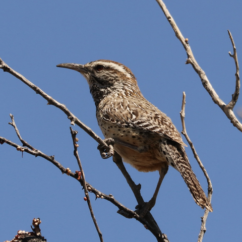 A Cactus Wren, uncharacteristically perched on a branch rather than atop a Saguaro Cactus.