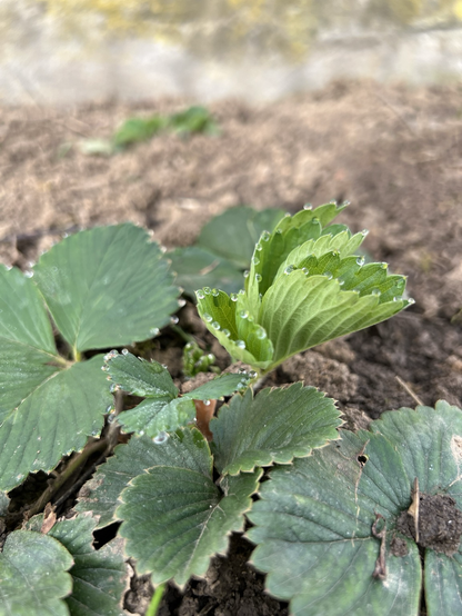 An jungen Erdbeerblättern sitzt auf jedem Zahn des Blattrandes ein winziger Wassertropfen.