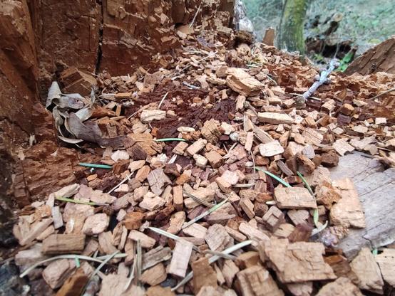 Close up of the inside of a rotten cherry tree stump, littered with pale red brown dry wood chips in foreground, and dark red brown remains of outer trunk in background.