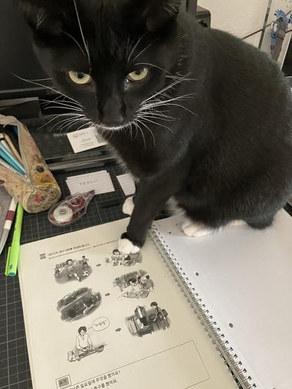 Schwarzer Kater mit weißen Pfötchen sitzt auf den Hausaufgaben seiner Dosenöffnerin und schaut sehr böse in die Kamera.