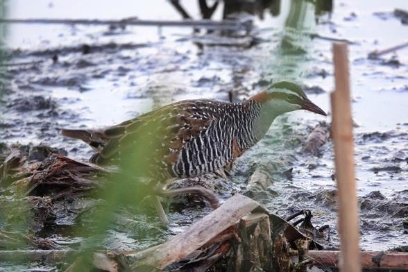 Grey and brown marsh bird with a red bill and white eyestripe walking through mud with a few broken reeds in the foreground.