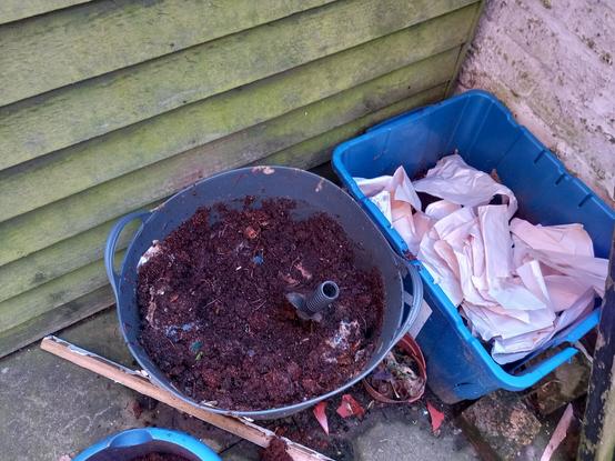 A grey flexibucket (pot 1) and a large blue box (pot 2) next to a green shed wall. The blue box is half full and has ripped up paper on the top. The grey bucket is 3/4 full of compost and has a trowel stuck into it. Looking closely at the freshly-dug surface of the compost, there are many worms visible.