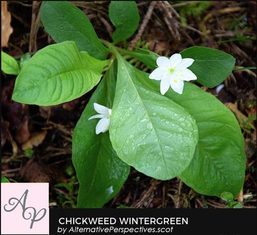 This photo was taken not long after a heavy rain shower so the leaves are covered in drops of water.  The flower is a small white flower with 7 petals.  There are little dots of yellow from the pollen covered stamen.