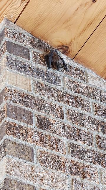 A bat, hanging from a brick fire place.