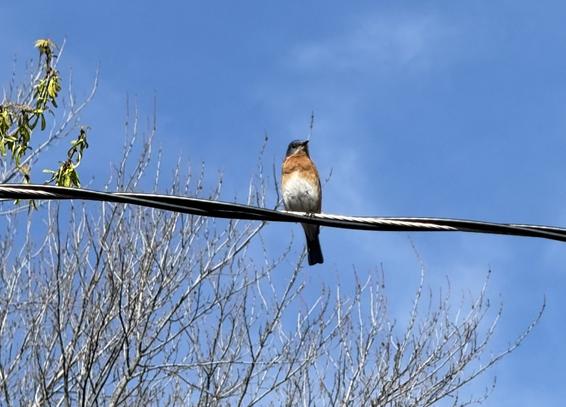 Mr bluebird perched on our power line keeping watch