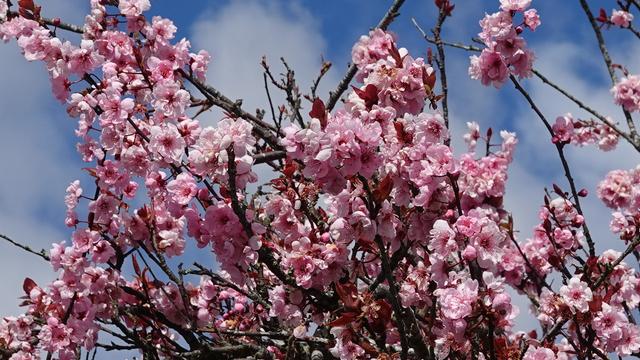 A pink flowering cherry blossom reaching up towards a blue and slightly fluffy cloudy sky