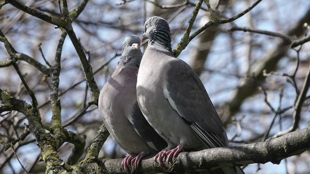 Two wood pigeons sitting closely side by side, bodies facing to the left on a branch, looking towards each other
