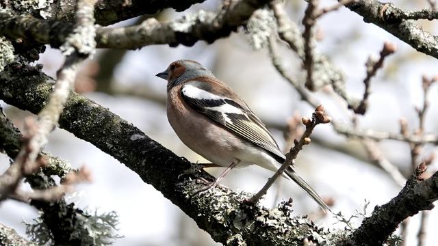 A chaffinch with pink/sandy body and stripey and white areas wing standing on a branch facing to the left. Other branches surround it.