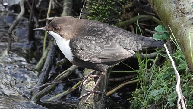 A dipper bird with brown body and wings and white neck/tummy, standing on a branch above a river, facing to the left. Its beak is very pointy.