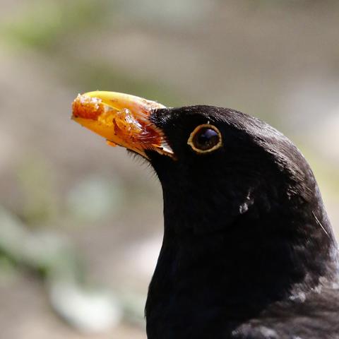 This Blackbird is around every day a number of times and is only interested in one thing and one thing only: Sultanas
This photo is a profile picture of a Blackbird with a number of sultanas it his bright yellow beak 
He clearly is a happy and healthy guy. This is the third year!
Photo was taken yesterday.