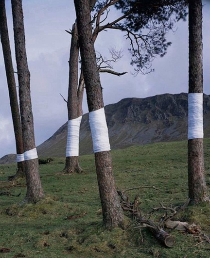 Trees with a mountain on the background. The trees are wrapper with White cloth exactly the same height as the mountain.