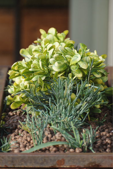 This is the edited RAW version of the little plant in the little planter down in Cardiff Bay.