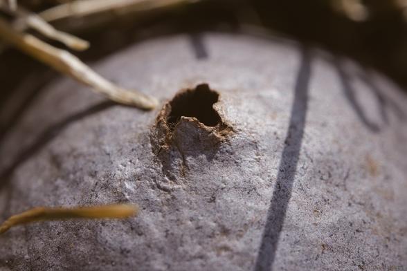 A macro photo of a semi-shiny, semi-dull brown orb with a hole in the top.