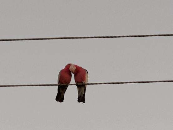A galah (pink & grey Australian parrot) pair preening on powerlines