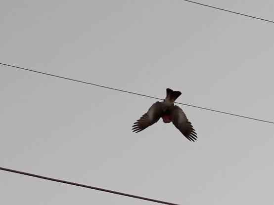 A goofy galah (pink & grey Australian parrot) frolicking upside down, wings stretched out & down