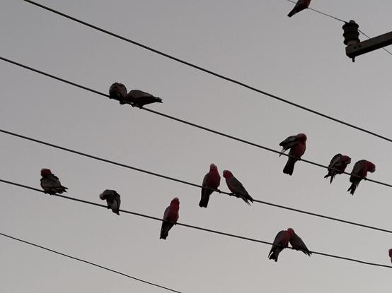 14 galahs (pink & grey Australian parrot) perched on powerlines on a clear autumn morning