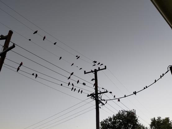 Some of the galahs (pink & grey Australian parrot) perched on powerlines outside my home on a clear autumn morning